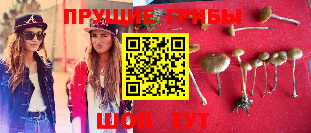 Псилоцибиновые грибы Psilocybine cubensis  Вход с VPN  Родники 